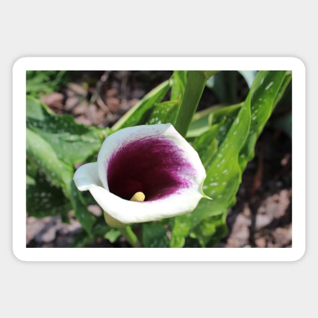 Calla Lily Tilted Photographic Image Sticker by AustaArt